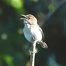 Tooth-billed wren