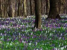 Dense carpet of flowering plants (both pink and white-flowered forms) on forest floor.