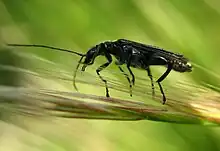 Oedemera atrata