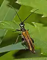 Oedemera femorata