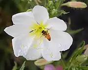 A visit by a bee