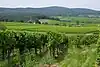 View from the heights near Johannisberg looking east over the vineyards of Oestrich-Winkel and Schloss Vollrad and Hallgarter Zange