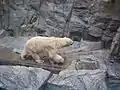 Polar bears