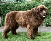 A brown Newfoundland