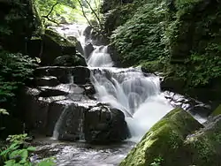 A stream through a green forest.