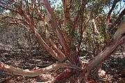 The trunk of an old-growth Xylococcus in San Diego County