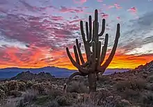 Example Of Old Growth Saguaro Cactus