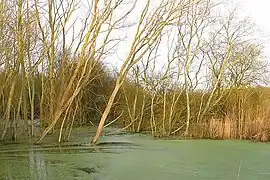 Old peat extraction areas, now flooded and "returned to nature", 2008