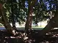 large old trees in Wardown Park, Luton