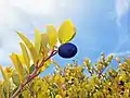 Fruit and branches of cocoplum growing in Oleta River State Park on Biscayne Bay in North Miami, Florida -