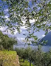 Olives (Ticino)