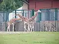 Giraffes