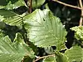 L'olmo di Pincara, September foliage