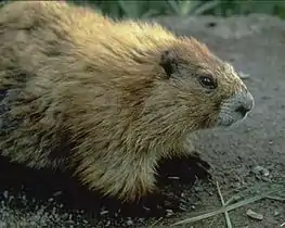 Olympic marmot (Marmota olympus)