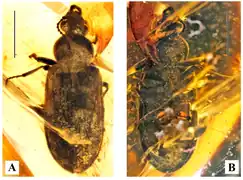 Holotype specimen of  Omma janetae from the Mid-Cretaceous Burmese amber of Myanmar, dating to around 100 million years ago