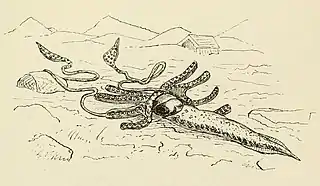 #33 (2/11/1874)Simplified illustration from George Tryon's Manual of Conchology (Tryon, 1879b:pl. 82 fig. 378), highlighting the strange morphology, on which Tryon opined: "The truncated arms and the gradually attenuating body, with very narrow fins extending along each side for half its length, are noticeable peculiarities, as is also the web connecting the arms; it is questionable, however, how much the engraving may be relied upon".