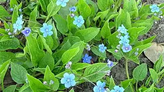 Omphalodes verna