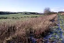 A moorland scene, with green rushes either side of a ditch full of water, stretching into the middle distance.