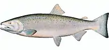 Coho salmon