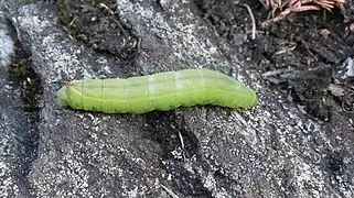 Caterpillar