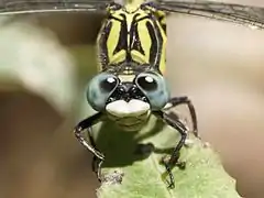 Details of thorax and eyes