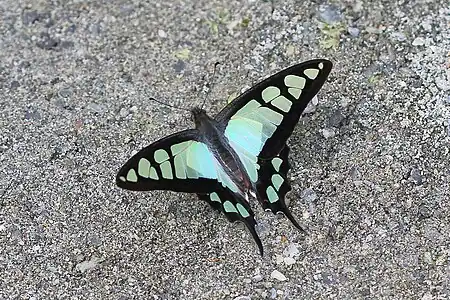 Glassy bluebottle (Graphium cloanthus)