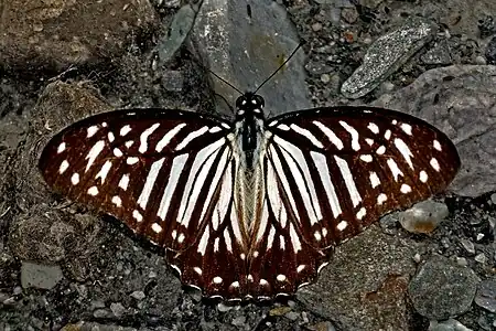 Lesser zebra(Graphium macareus)