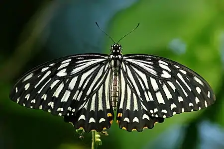 Common mime(Papilio clytia)