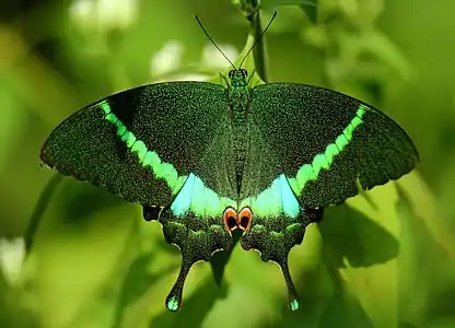 Common banded peacock(Papilio crino)