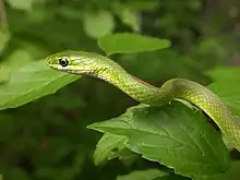 Rough green snake