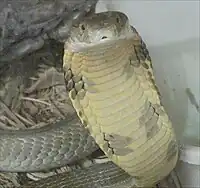 King cobra