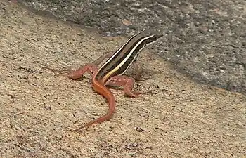 Dorsal view