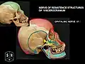 Ophthalmic nerve