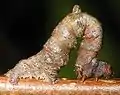 Caterpillar