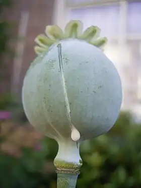 A cut green seed pod with fresh latex