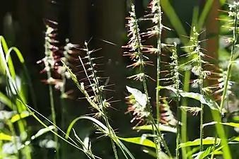 Oplismenus undulatifolius with reddish purple awns and white flowers in Kobe, Japan.