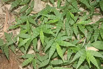 Oplismenus undulatifolius growing under bamboo in Damyang, Korea.