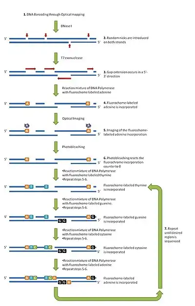 The optical sequencing cycle