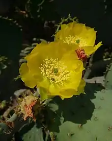 Opuntia Ficus-Indica in Behbahan, Iran