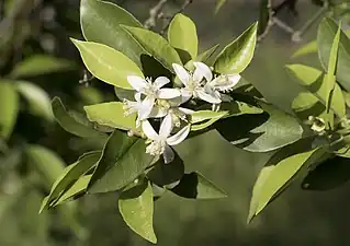 Orange flowers