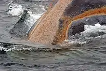 A colony of orange whale lice growing around a right whale's mouth (from Baleen whale)