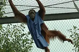 Orangutan