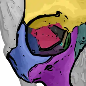 Orbital bones. Lacrimal bone shown in green.