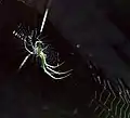 Orchard orbweaver (Leucauge venusta) in orb style web