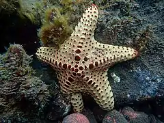 Oreaster clavatus