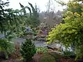 Winter in the Conifer Garden