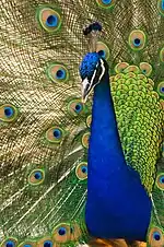 One of the peacocks roaming free in the zoo.