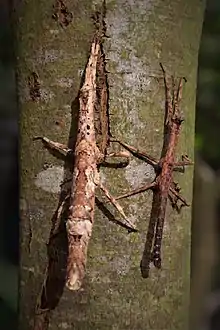 Pair of a not finally determined species called Orestes cf. konchurangensis 'Kong Plong'