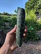 Salad cucumber