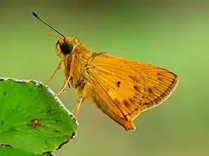 Ventral view